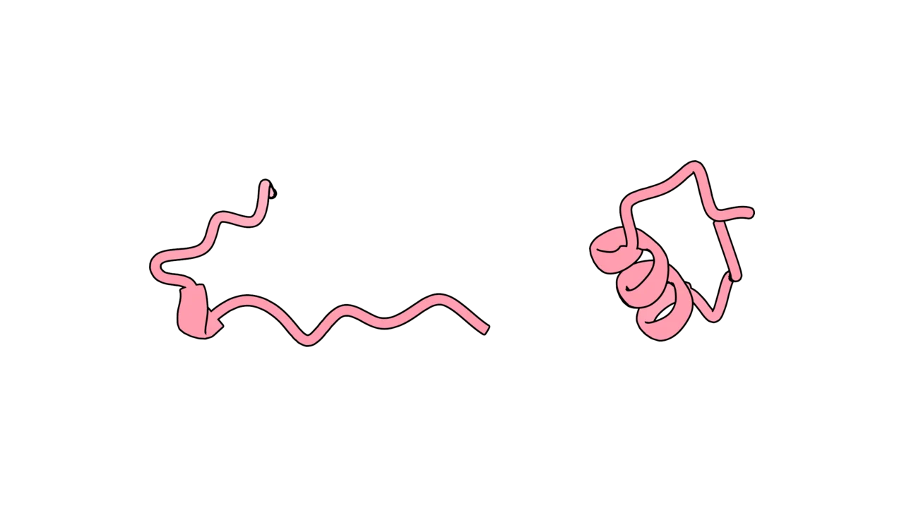 Linear & cyclic peptides
