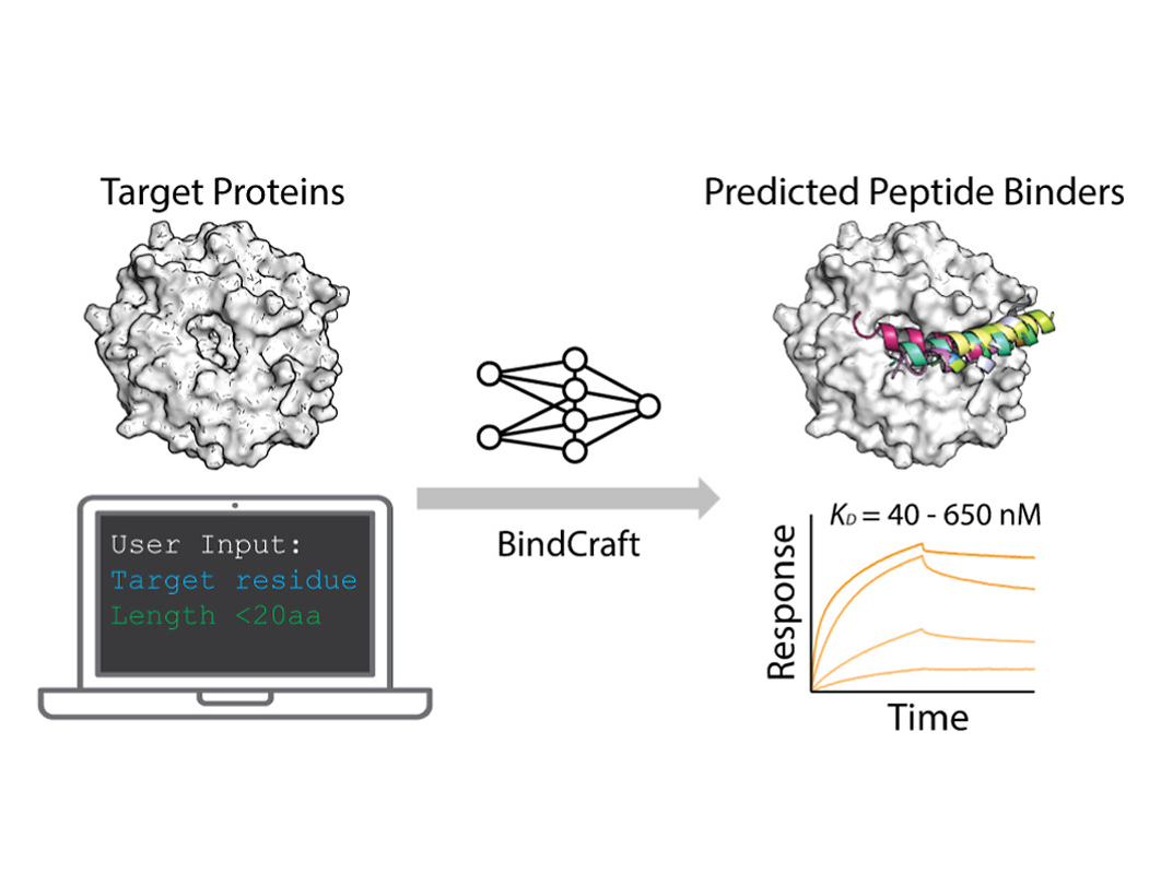 Generative Design of High-Affinity Peptides Using BindCraft