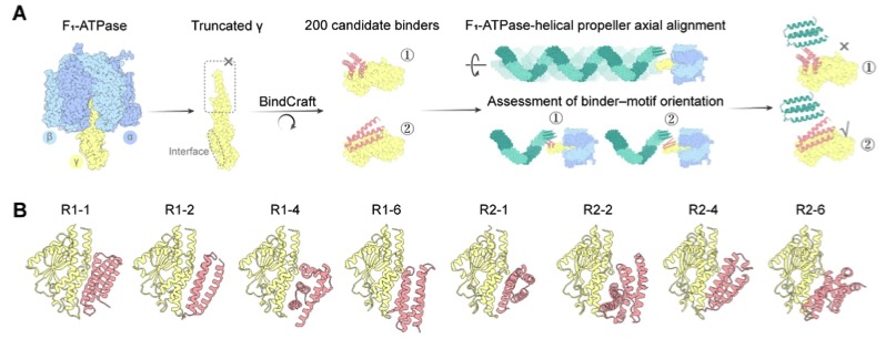 Programming protein shape as an explicit design layer via CAD blueprint-guided diffusion