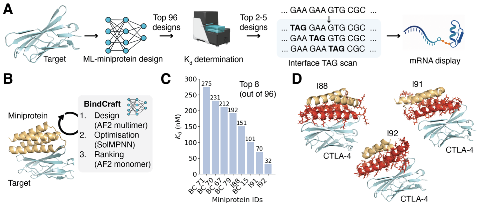 Genetic code expansion enables programmable covalent protein design