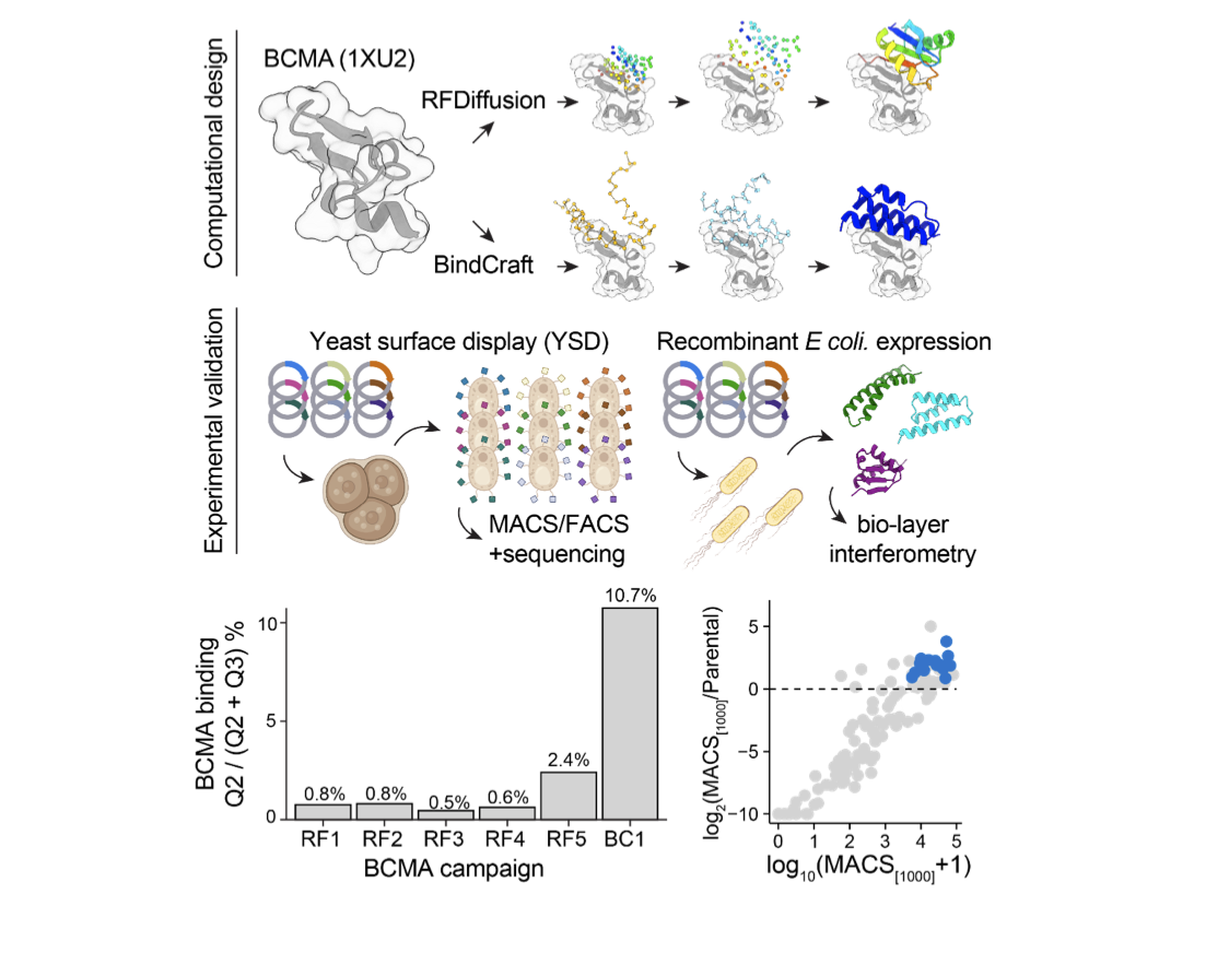 Sequence and structural determinants of efficacious de novo chimaeric antigen receptors