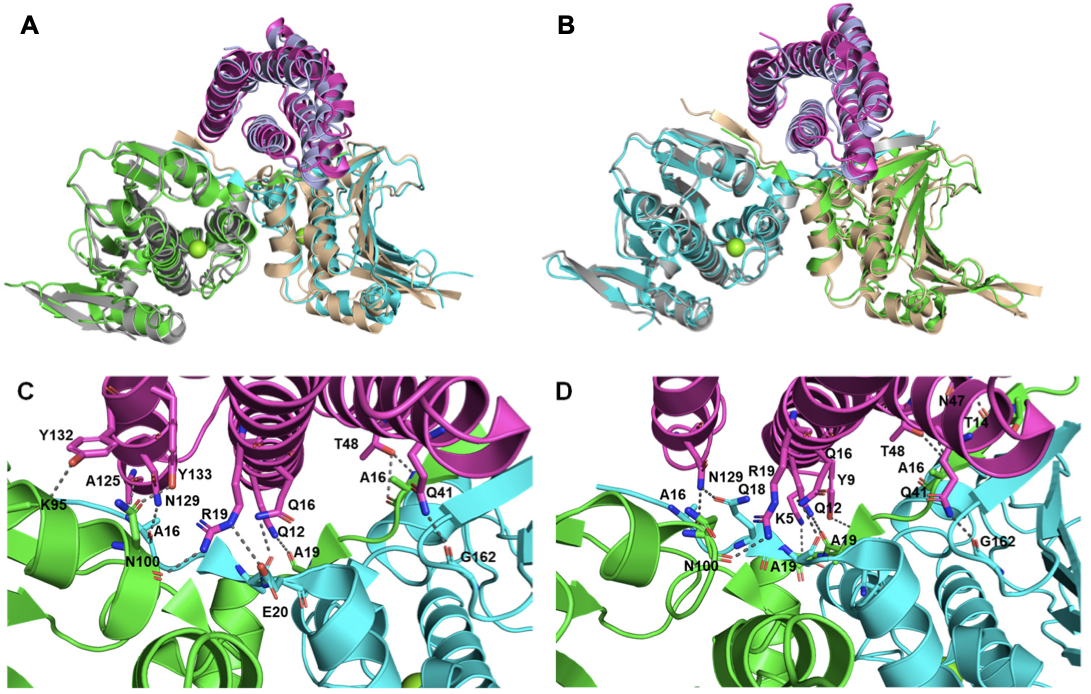 Structural analysis of de novo designed binders targeting the closed state of HSP90