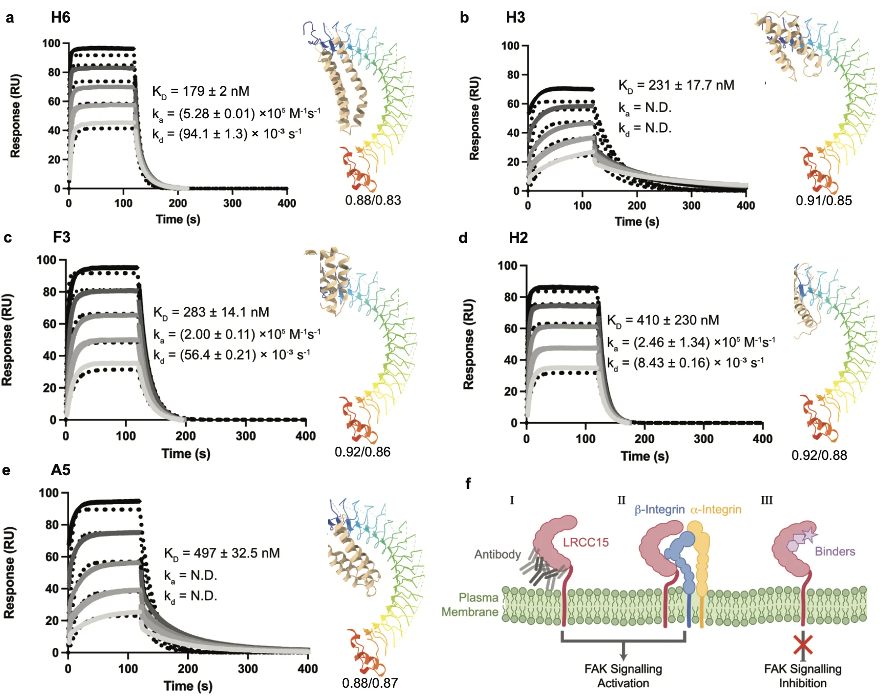 Cryo-EM structure of human LRRC15 reveals the basis of therapeutic antibody recognition
