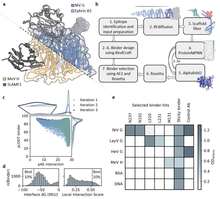 Computational design and experimental characterization of mini-protein binders targeting Nipah, Langya and Measles virus receptor-binding domains