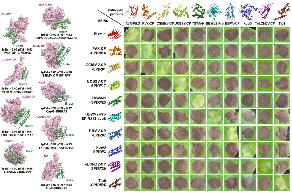 Programmable design of synthetic plant immune receptors for pathogen protein recognition