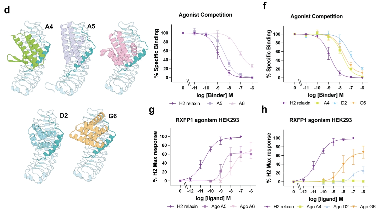 A complete RXFP1-relaxin interaction model unlocks the design of potent mini-protein modulators
