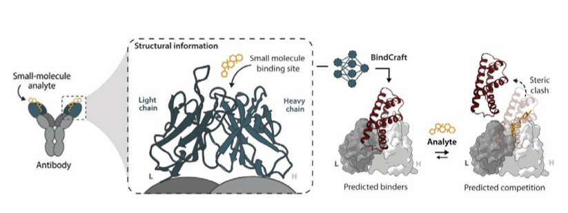 De novo design of protein competitors for small molecule immunosensing