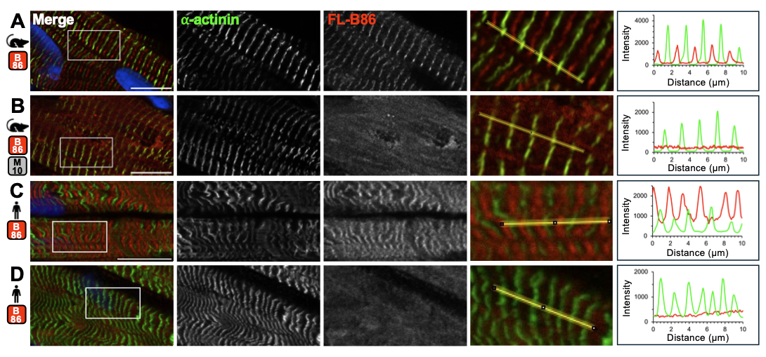 The generation and validation of a de novo-designed titin binder for use in fluorescence microscopy