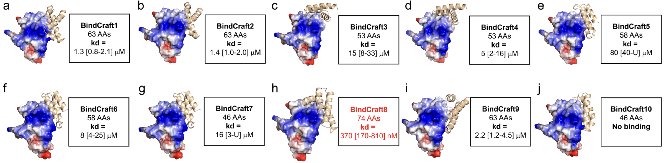 XL-MS and De Novo Protein Design Identified a Common Motif for TREM2 Binding